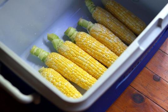 Have You Ever Heard of Cooler Corn?